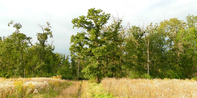 Raader Wald