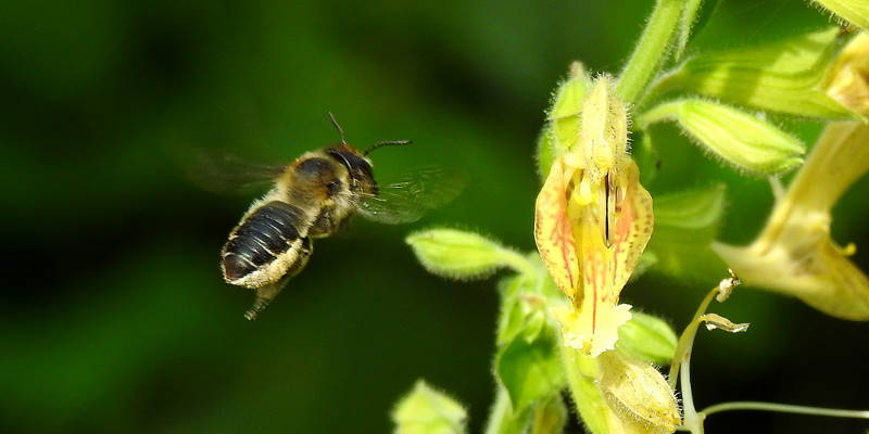 Blattschneiderbiene im Flug